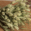 Suszona-mozga-kanaryjska-Phalaris-suszone-trawy-bukiet